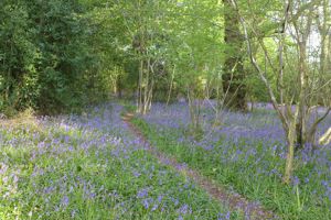 Bluebells- click for photo gallery